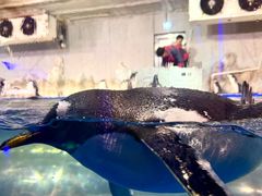 -大连圣亚海洋世界