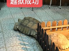 -上海大自然野生昆虫馆(东方明珠·爬宠昆虫探索中心)