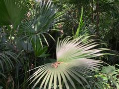 -中国科学院华南植物园