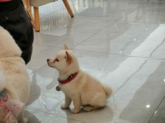 -柴犬小屋·柴餐厅·狗咖食堂(金鼎广场店)