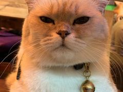 -李小姐の猫咖啡馆(五角场店)