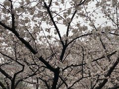 -武汉大学-樱园