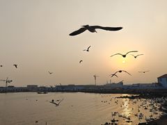 -烟墩角天鹅湖