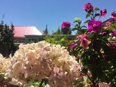 -马白开来特色羊排揪片子  (总店)