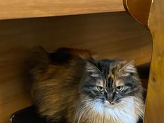 -雪月花(长江北路店)