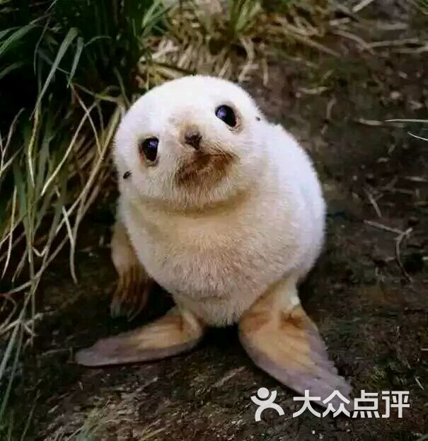 魔石泡泡鱼图片 - 第5张