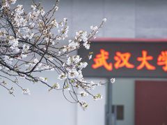 -武汉大学-樱园