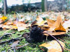 -武汉大学-樱园