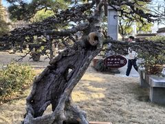 -上海醉白池公园