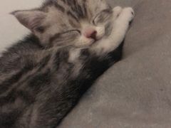 -中农国际动物医院24小时·猫科·骨科·急重症中心