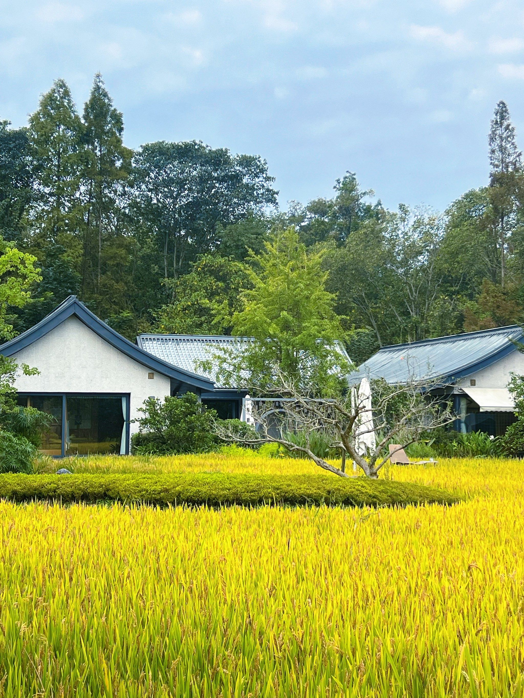 坐标温江依田桃源
	
车子可停在绿道停车场步行前往