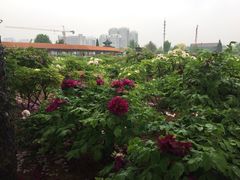 -曹州百花园