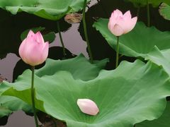 -荔湾湖公园