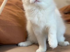 -Bastet sally猫舍购宠(静安店)