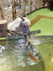 -七巧国萌宠乐园(龙湖天街店)