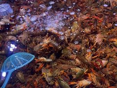 -聚盛源蒸汽海鲜火锅烤肉自助(巨川金海岸购物广场店)