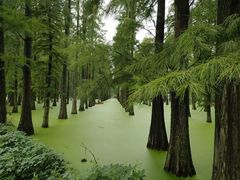 -渌洋湖湿地公园