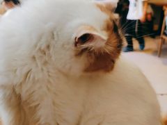 -平行世界·猫咖(首经贸店)