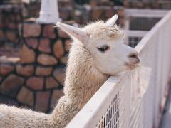 -J Create城市露营咖啡·简餐·宠物(上海动物园店)