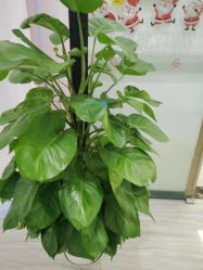 -悟空祛痘·亚健康皮肤管理中心