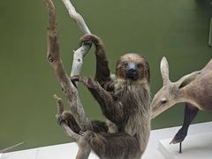 -国家自然博物馆