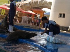 -芜湖新华联大白鲸海洋公园