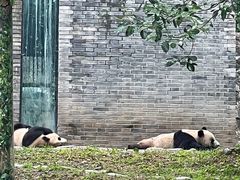 -都江堰中华大熊猫苑