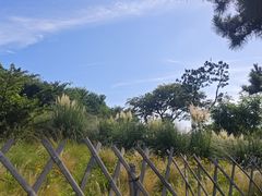 -小麦岛公园