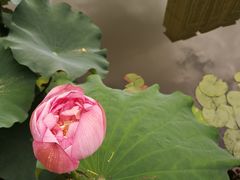 -陈家山荷花公园