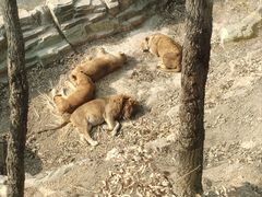 -大连森林动物园