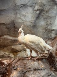 -Zoolung Zoolung动物主题公园(海信广场店)