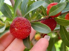 -塘栖枇杷特色园区