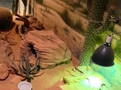 -正佳雨林生态植物园