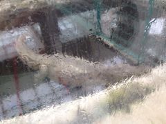 iphone_upload_pic-中国扬子鳄村