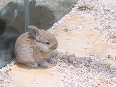 -龟与熊猫宠物公园(南坪店)