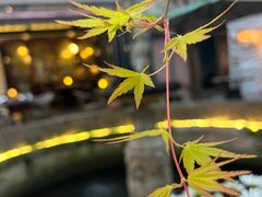 -Golden Lily河内巴黎法越料理餐厅(建国西路店)