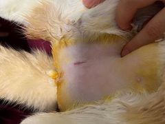 -伟伟宠物医院·CT影像中心·瑞派犬猫综合性门诊(汉口总院)