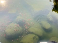 -荷兰花海