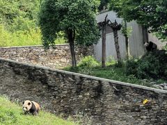 -都江堰中华大熊猫苑