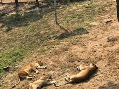 -西霞口神雕山野生动物世界
