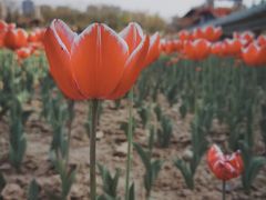 -咸阳湖景区-古渡公园