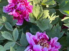 -羊亭河湿地公园