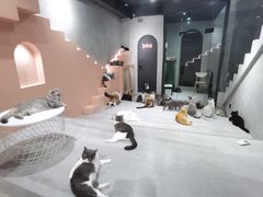 -猫儿山۰猫主题餐厅