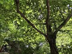 -崂山九水游览区