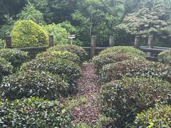 -十八棵（老龙井）御茶园(老龙井店)