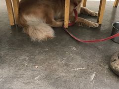 -两棵枇杷树