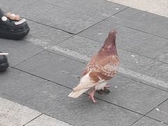 -氷冰凉刨冰甜品(北京路店)