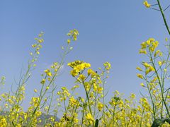 -光明小镇欢乐田园