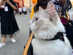 -藏猫猫咖啡主题馆(中央大道店)