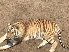 -大连森林动物园